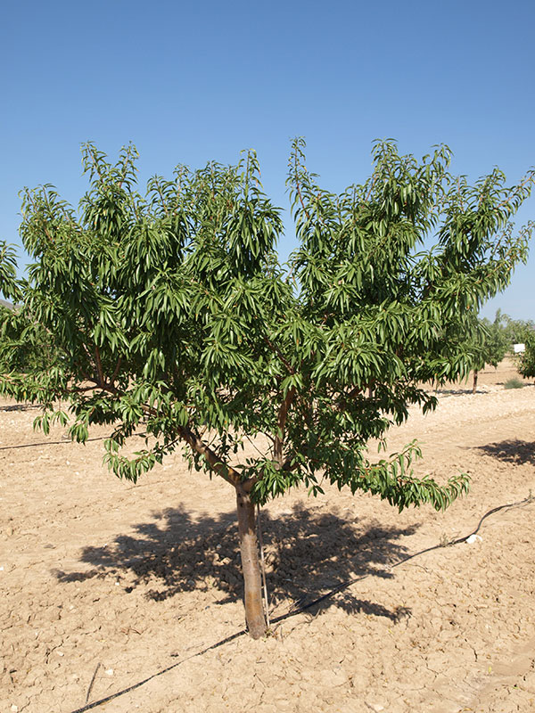 Almendro variedad Penta