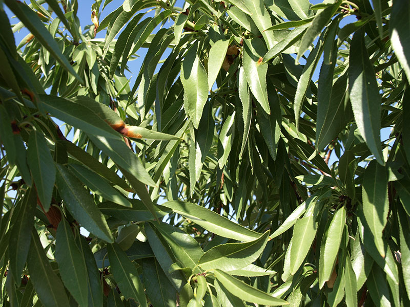 Foto detalle de almendro variedad Penta