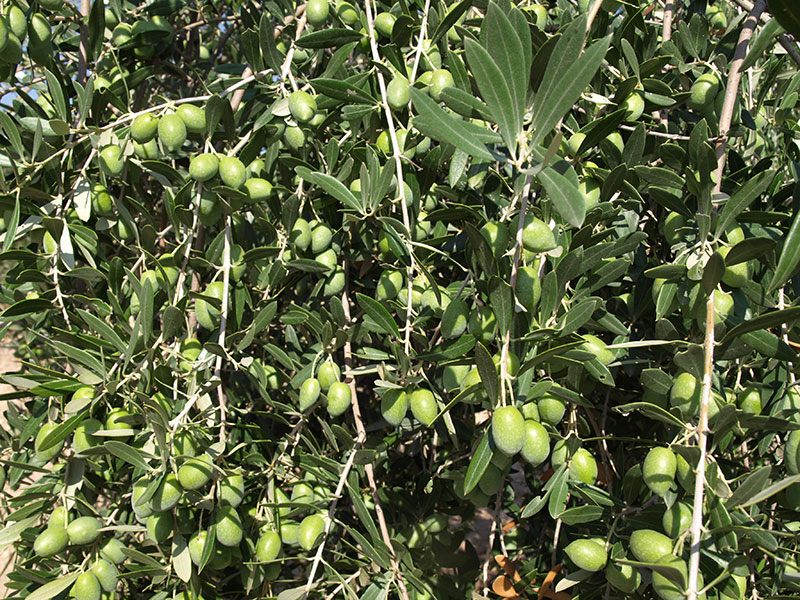 Aceituna variedad Pico Limón