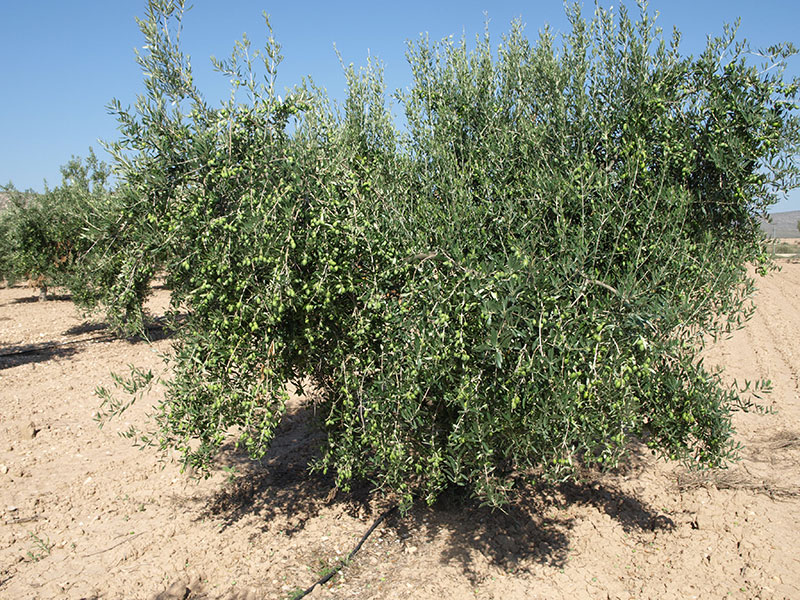 Olivo variedad Pico Limón