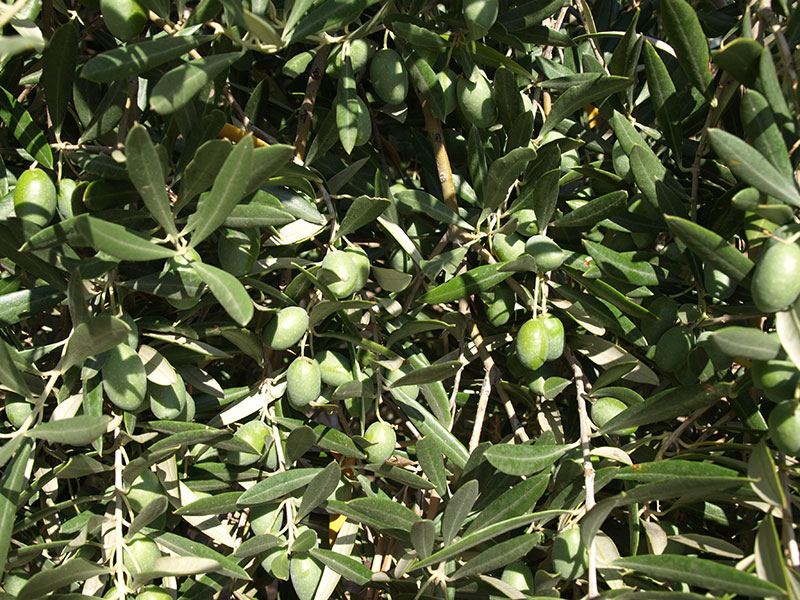 Oliva variedad Picual