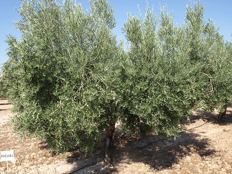 Olivo variedad Picual