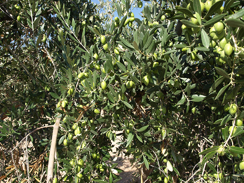 Aceituna variedad Picudo