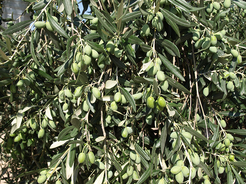 Aceituna variedad Plans