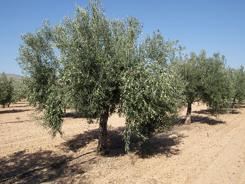 Olivo variedad Plans