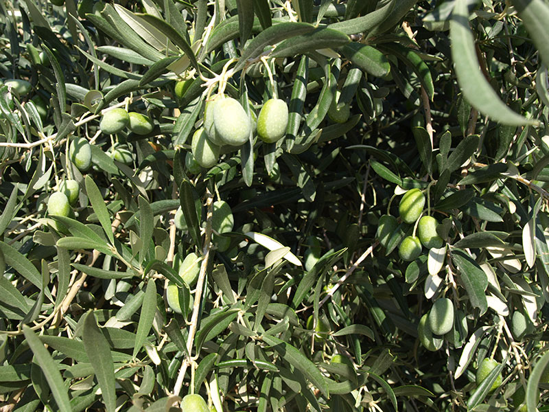 Aceituna variedad Sola