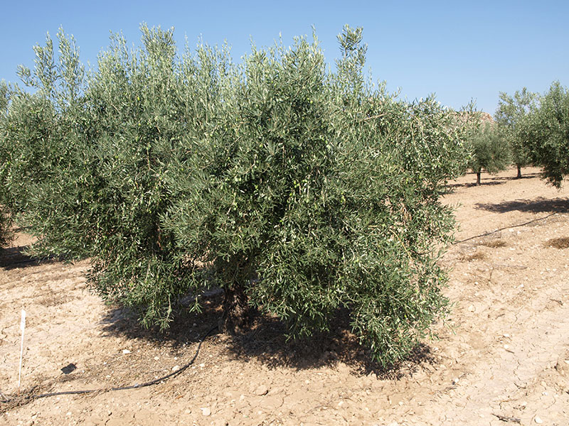 Olivo variedad Sola