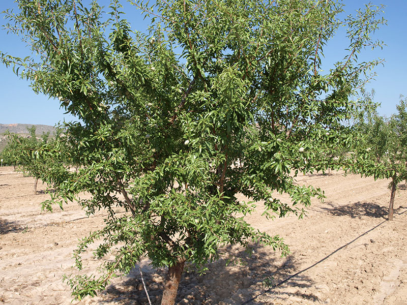 Almendro variedad Soleta