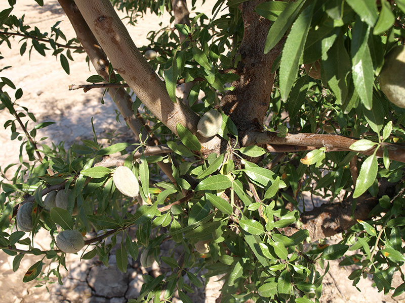Foto detalle de almendro variedad Soleta