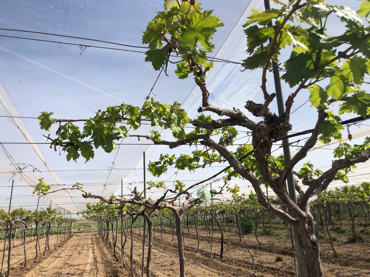 Uva cultivo ecológico