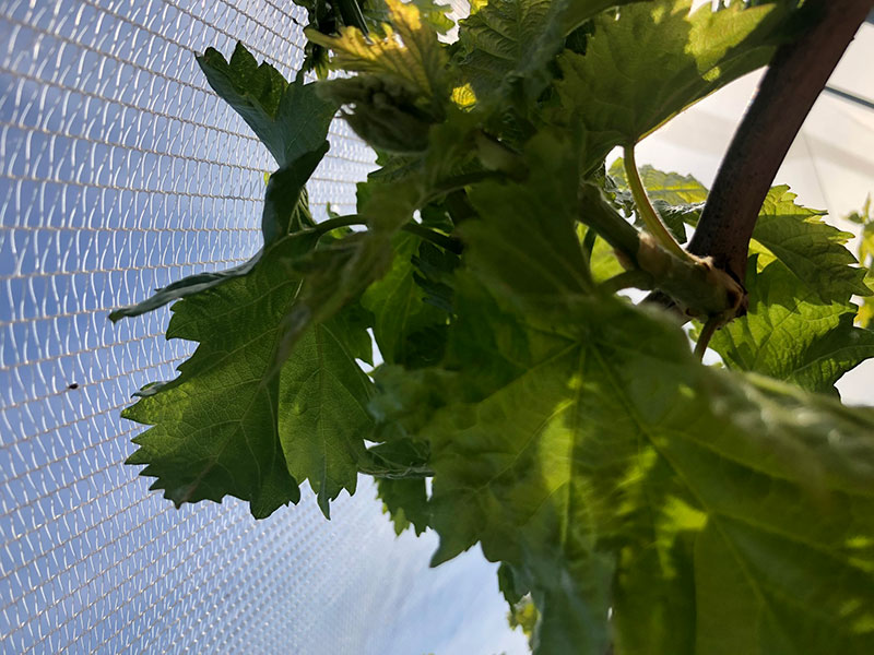 Detalle de vid de cultivo ecológico