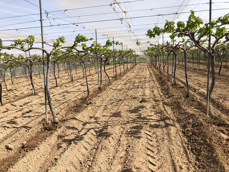 Cultivo ecológico