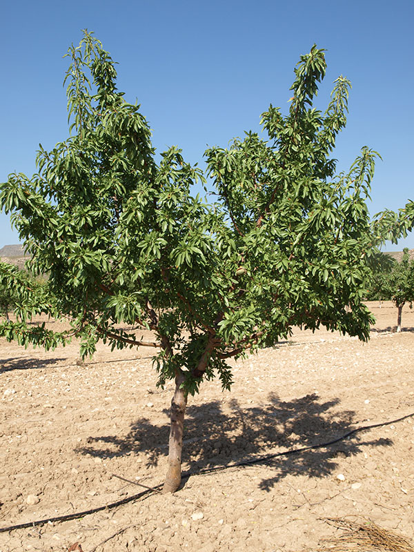 Almendro variedad Tarraco