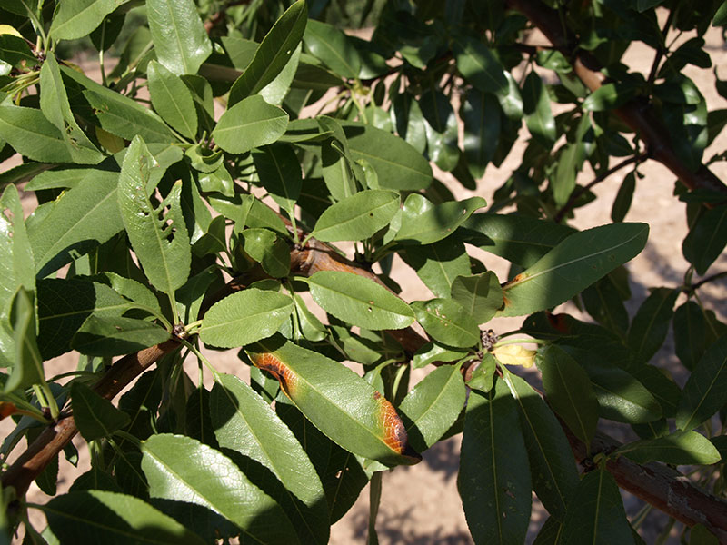 Foto detalle de almendro variedad Tarraco