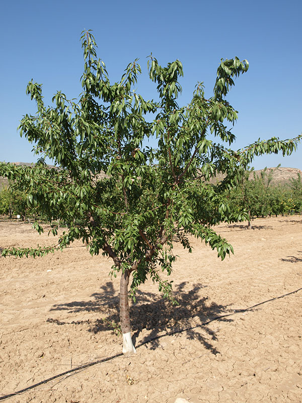 Almendro variedad Vairo