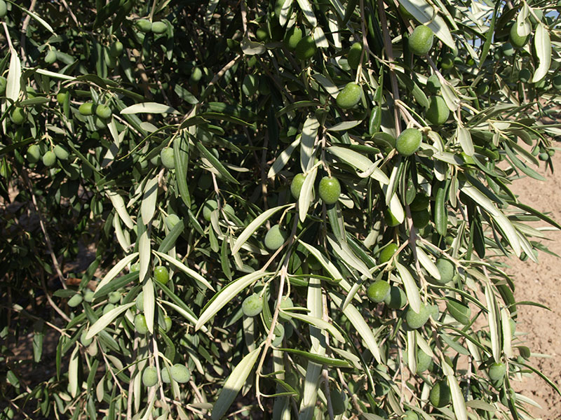 aceituna