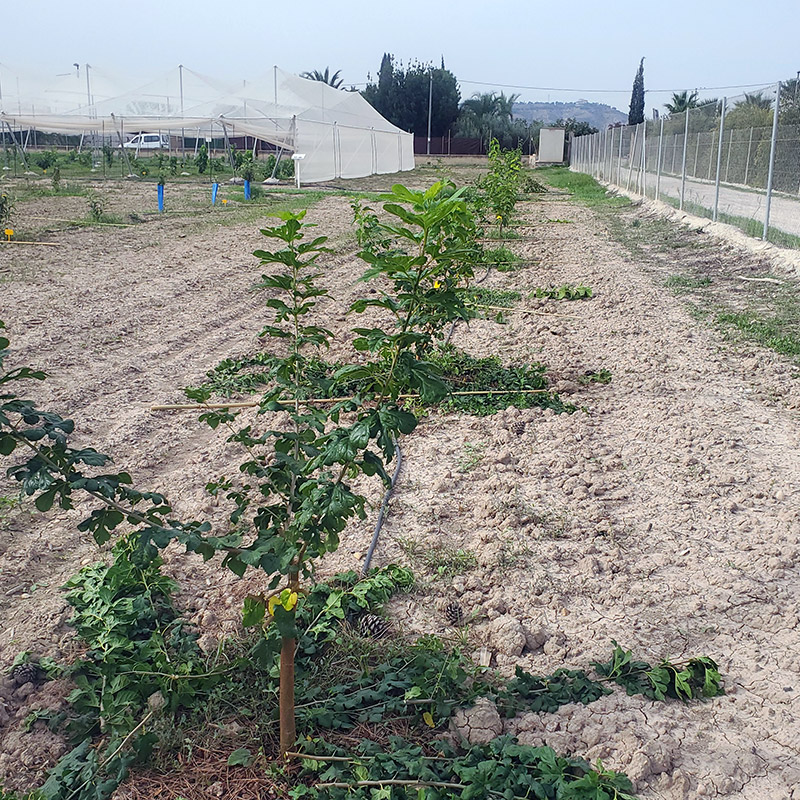 Plantación de moreras