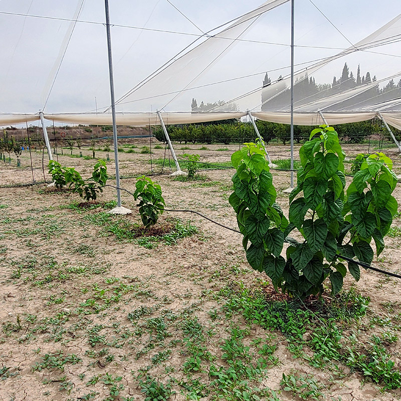 Plantación de moreras
