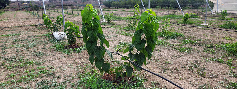 Plantación de moreras