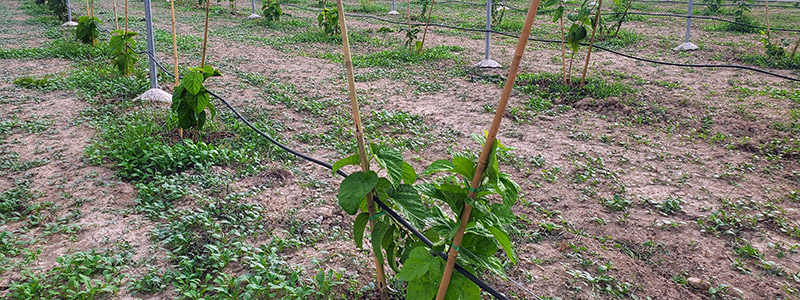 Plantación de moreras