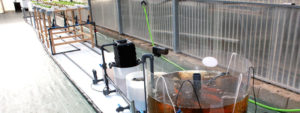 Aquaponia