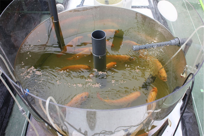 Tanque de cría de tilapia