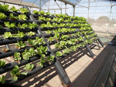 Cultivo hidropónico NFT