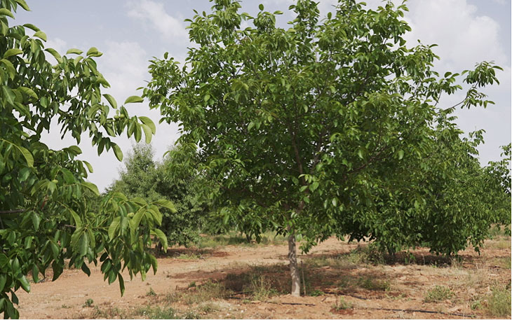 Vista del cultivo en la parcela del CDA Las Nogueras de Arriba