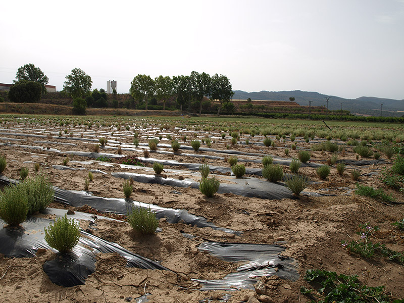 Cultivo de tomillo y mejorana (2018)