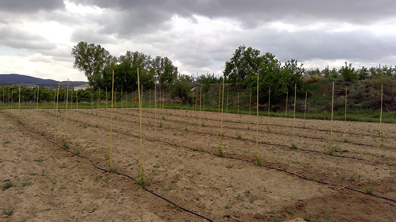 Inicio de plantación del lúpulo (2018)