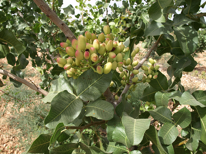 Pistacho variedad Lost Hill (2018)
