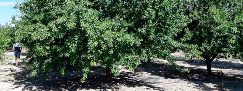 Almendro