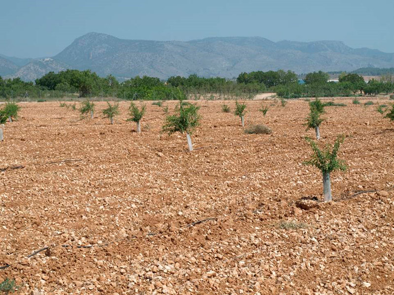 Primer año de cultivo de las variedades de almendro tardío (2014)