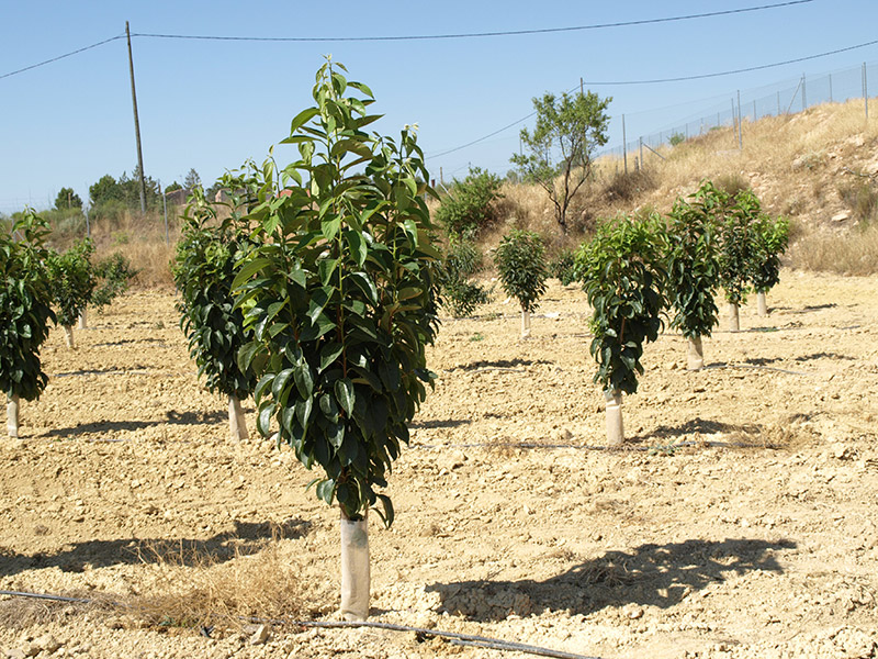 Segundo año de cultivo de caqui (2015)