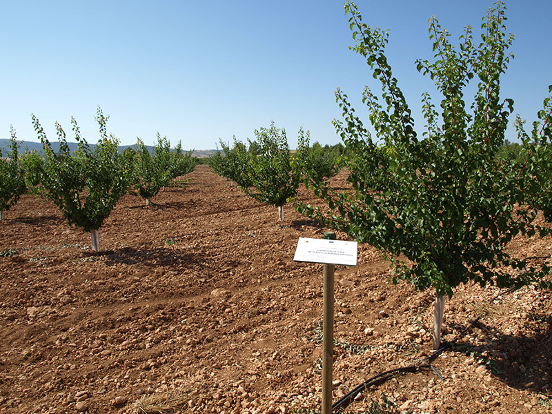 Tercer año de cultivo de las variedades de albaricoque (2016)