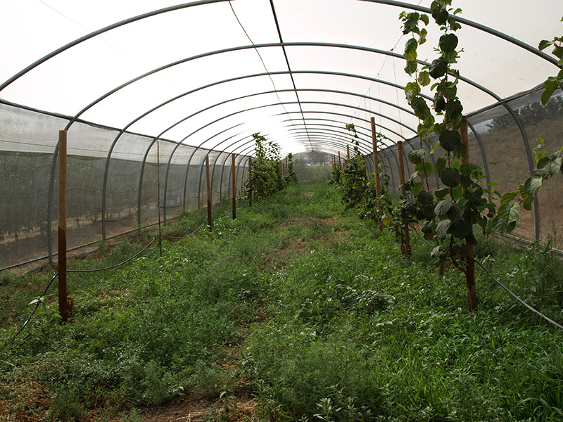 Cultivo de kiwi interior túnel de sombreo cultivo (2018)