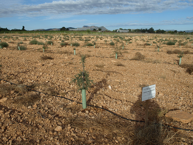 Cultivo de la trufa (2016)