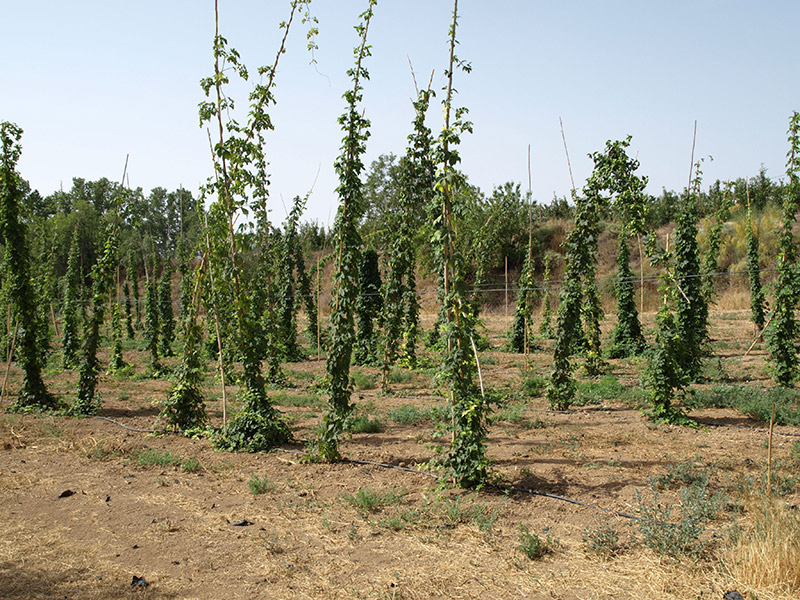 Cultivo de lúpulo agosto (2018)