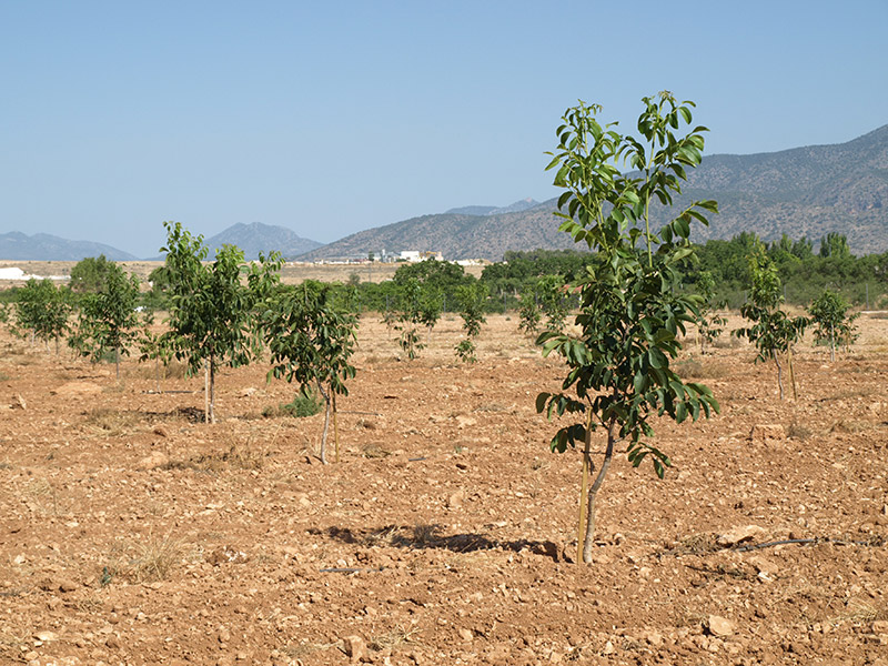 Cultivo del nogal joven (2015)