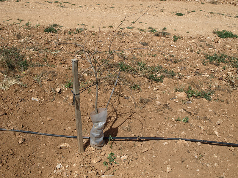 Inicio del cultivo del granado (2014)