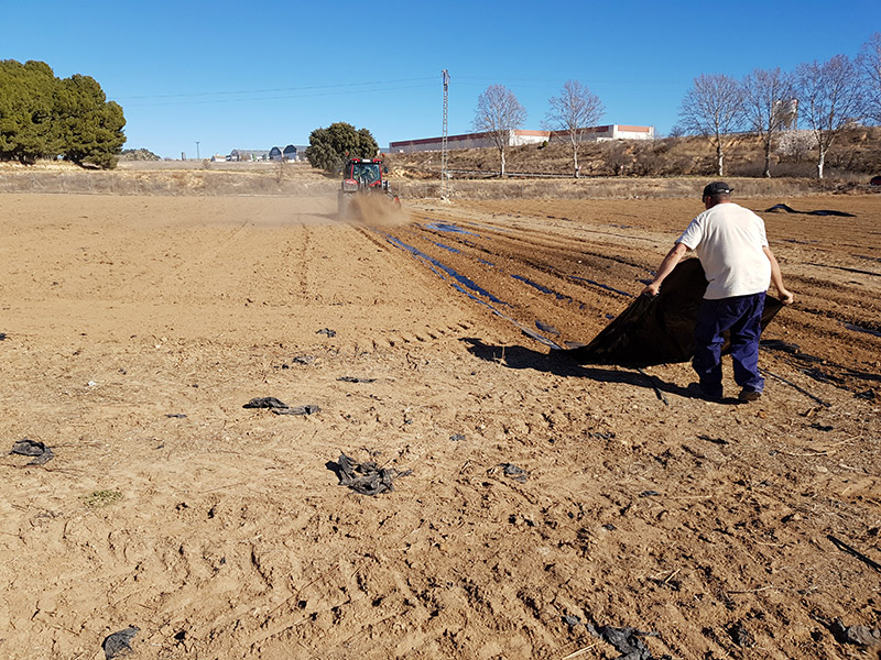 Realizando plantación
