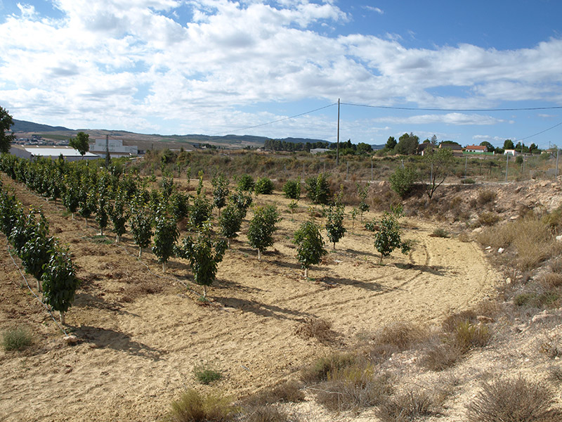 Tercer año de cultivo de caqui (2016)