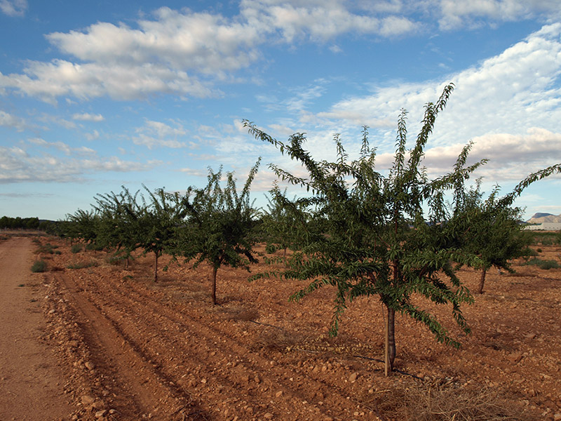 Tercer año de cultivo de las variedades de almendro tardío (2016)