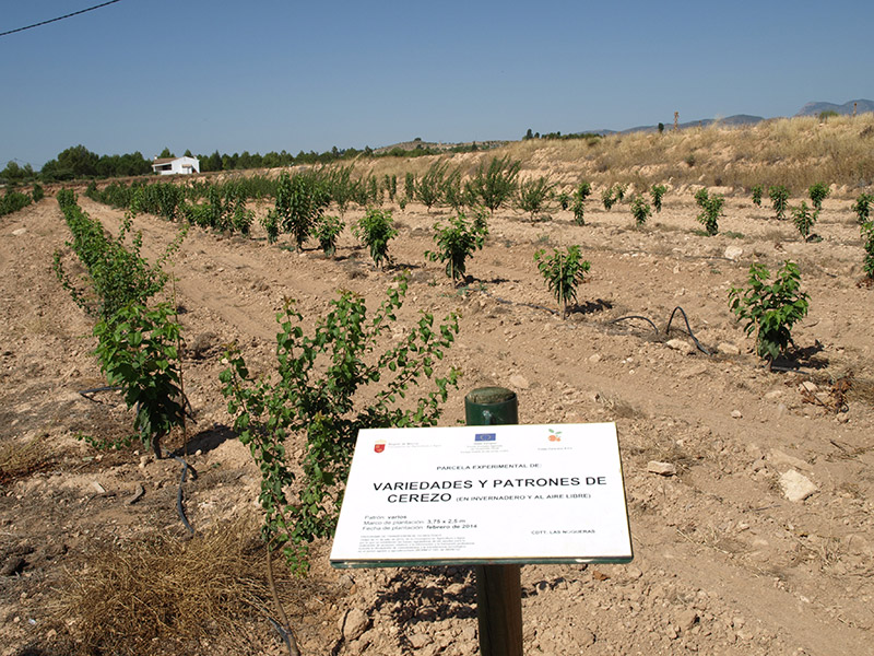 Tercer año de cultivo de las variedades de cerezo (2016)