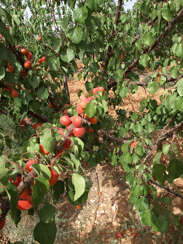 Cultivo de albaricoque variedad CEBAS (2018)