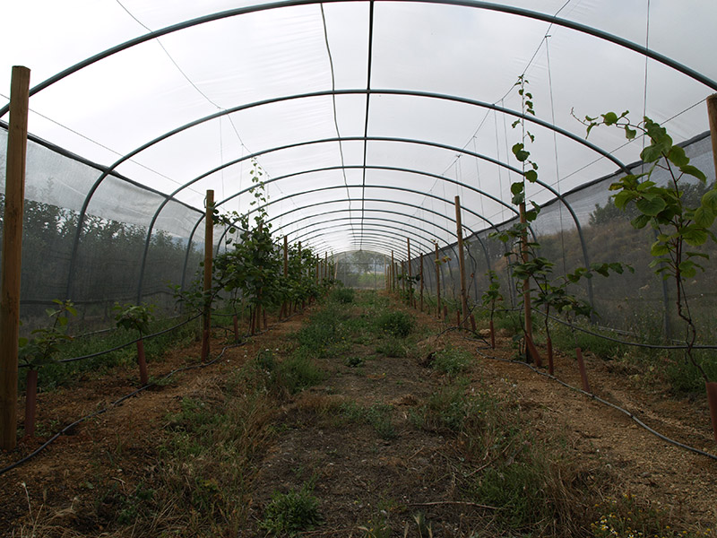 Cultivo de kiwi interior túnel de sombreo cultivo (2018)