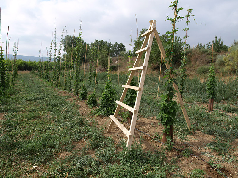 Cultivo de lúpulo entutorado (2018)