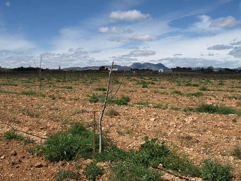 Cultivo de nogal en invierno (2016)