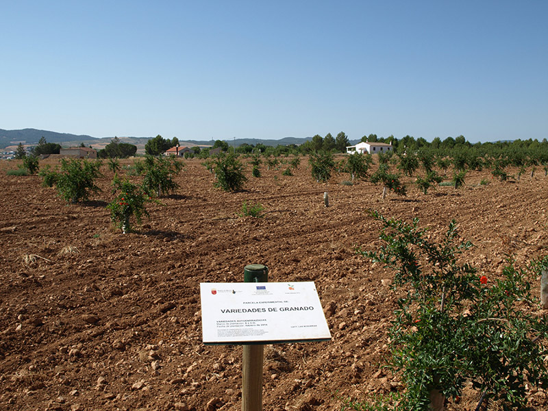 Cultivo joven de granado (2015)