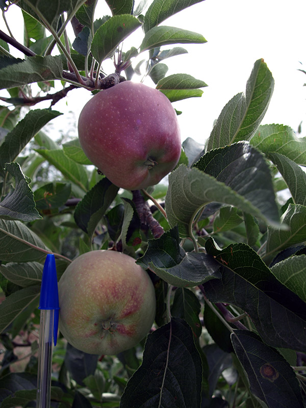 Manzano variedad Jeromine (2018)